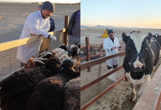 از سلامت دام تا آرامش سفره ها