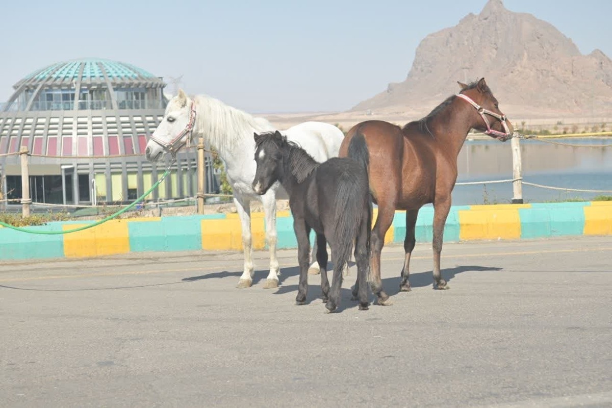گهرپارک سیرجان میزبان اسب‌های کاسپین شد
